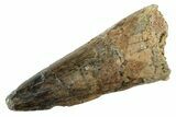 Fossil Spinosaurus Tooth - Real Dinosaur Tooth #234296-1